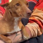 Podenco Raquel, 05/2025, Endgröße ca. 39 cm