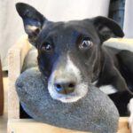 Mischling Rhona, 12/2024, ca. 45 cm, 04179 Leipzig