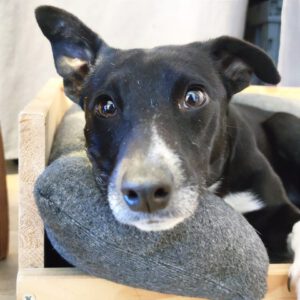 Mischling Rhona, 12/2024, ca. 45 cm, 04179 Leipzig