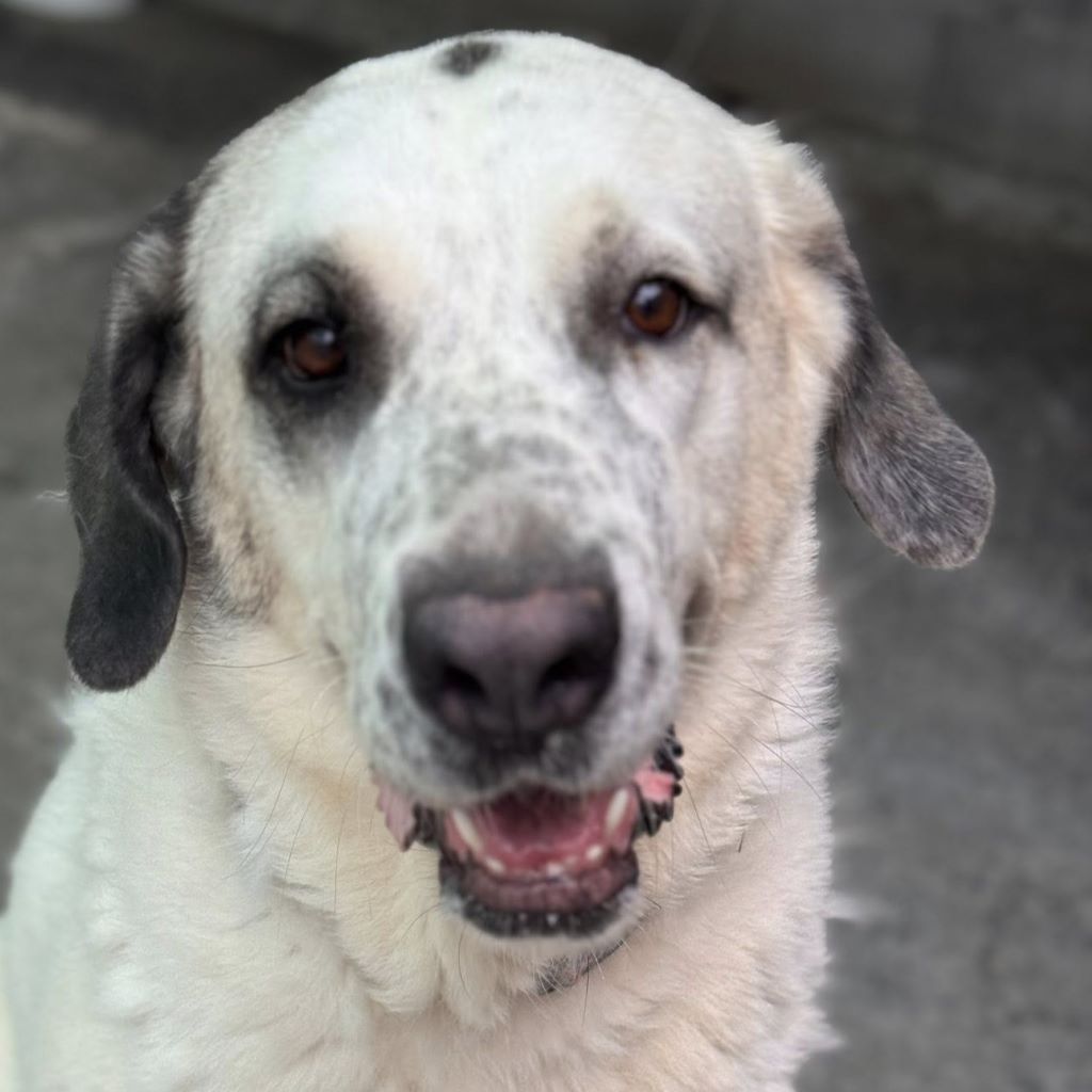 Mastin Mischling Riley, 01/2023, ca. 73 cm, 51588 Wipperfürth