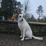 Mastin Mischling Riley, 01/2023, ca. 73 cm, 51588 Wipperfürth