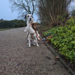 Mastin Mischling Riley, 01/2023, ca. 73 cm, 51588 Wipperfürth