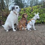 Mastin Mischling Riley, 01/2023, ca. 73 cm, 51588 Wipperfürth