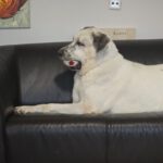 Mastin Mischling Riley, 01/2023, ca. 73 cm, 51588 Wipperfürth