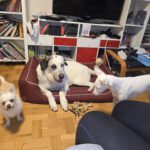 Mastin Mischling Riley, 01/2023, ca. 73 cm, 51588 Wipperfürth