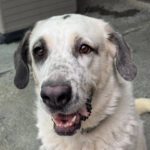 Mastin Mischling Riley, 01/2023, ca. 73 cm, 51588 Wipperfürth