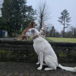 Mastin Mischling Riley, 01/2023, ca. 73 cm, 51588 Wipperfürth