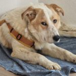 Mischling Robin, 04/2025, Endgröße ca. 55 cm, 76703 Kraichtal