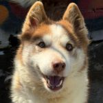 Husky-Mischling Sahara, 03/2019, ca. 50 cm