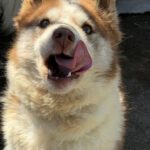 Husky-Mischling Sahara, 03/2019, ca. 50 cm