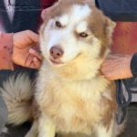 Husky-Mischling Sahara, 03/2019, ca. 50 cm