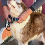 Husky-Mischling Sahara, 03/2019, ca. 50 cm