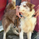 Husky-Mischling Sahara, 03/2019, ca. 50 cm