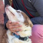 Husky-Mischling Sahara, 03/2019, ca. 50 cm