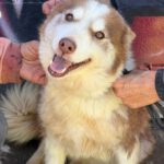 Husky-Mischling Sahara, 03/2019, ca. 50 cm