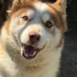 Husky-Mischling Sahara, 03/2019, ca. 50 cm