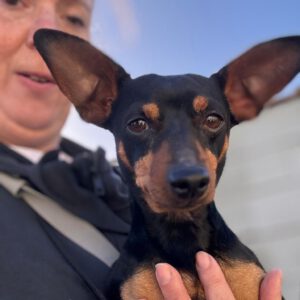 Pinscher Sangre, 09/2021, ca. 30 cm