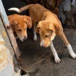 Mastin Mischling Santee, 08/2025 , Endgröße ca. 55 cm