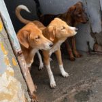 Mastin Mischling Santee, 08/2025 , Endgröße ca. 55 cm