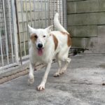 Mischling Santiago, 08/2020, ca. 55 cm