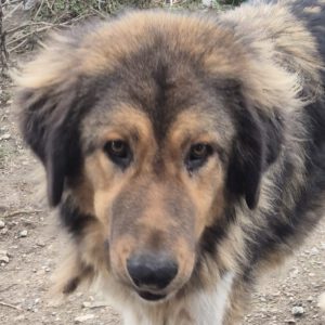 Mischling Saru, 02/2023, ca. 75 cm