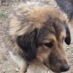 Mischling Saru, 02/2023, ca. 75 cm