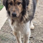 Mischling Saru, 02/2023, ca. 75 cm