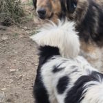 Mischling Saru, 02/2023, ca. 75 cm