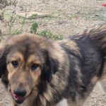 Mischling Saru, 02/2023, ca. 75 cm