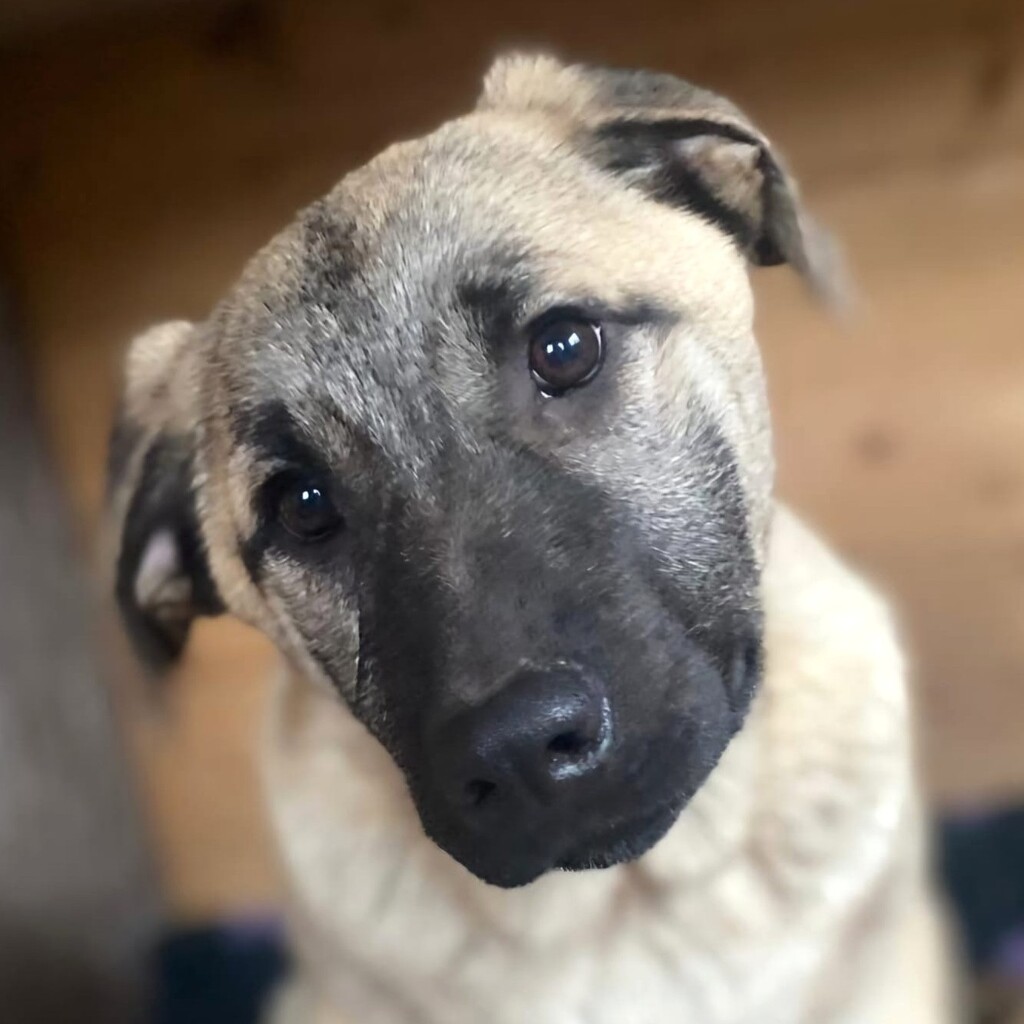 Mischling Sazou, 09/2025, Endgröße ca. 60 cm, 29690 Büchten