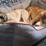 Mischling Sazou, 09/2025, Endgröße ca. 60 cm, 29690 Büchten