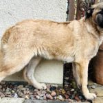 Mischling Sazou, 09/2025, Endgröße ca. 60 cm, 29690 Büchten