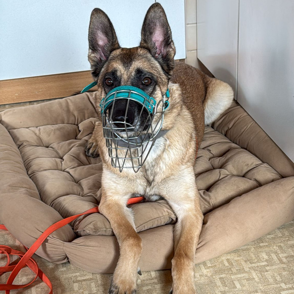 Pensionspatenschaft Baloo