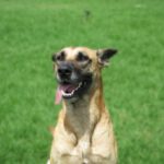 Mischling Scobby, 08/2022, ca. 65 cm