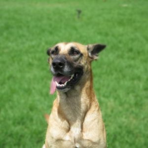 Mischling Scobby, 08/2022, ca. 65 cm