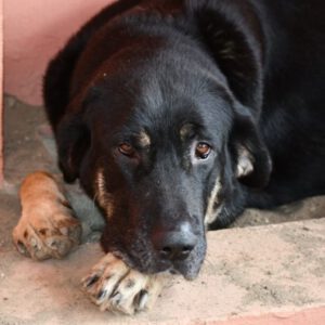 Mastin Selina, 01/2022, ca. 70 cm