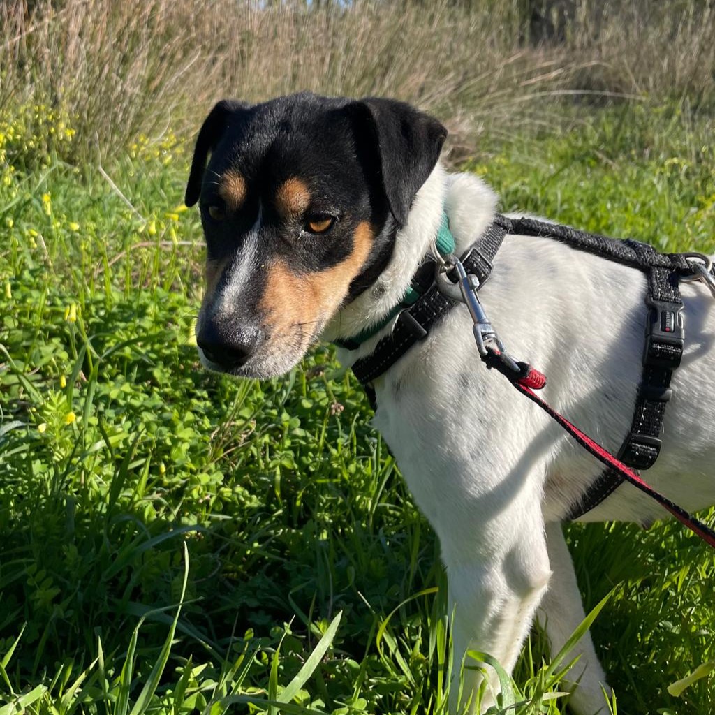 Bodeguero Sisa, 04/2023, ca. 42 cm