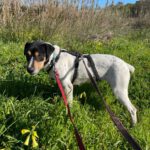 Bodeguero Sisa, 04/2023, ca. 42 cm