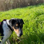 Bodeguero Sisa, 04/2023, ca. 42 cm