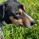 Bodeguero Sisa, 04/2023, ca. 42 cm