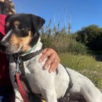 Bodeguero Sisa, 04/2023, ca. 42 cm