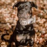 Rottweiler-Mischling Skyla, 02/2021, ca. 65 cm, 13593 Berlin