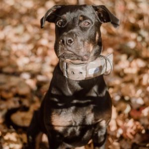 Rottweiler-Mischling Skyla, 02/2021, ca. 65 cm, 13593 Berlin