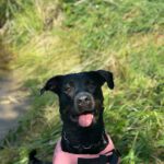 Rottweiler-Mischling Skyla, 02/2021, ca. 65 cm, 13593 Berlin