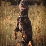 Rottweiler-Mischling Skyla, 02/2021, ca. 65 cm, 13593 Berlin