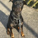 Rottweiler-Mischling Skyla, 02/2021, ca. 65 cm, 13593 Berlin