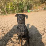 Rottweiler-Mischling Skyla, 02/2021, ca. 65 cm, 13593 Berlin