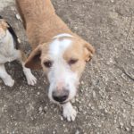 Mischling Sötje, 10/2022, ca. 50 cm