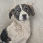 Mischling Spike, 10/2025, Endgröße ca. 60 cm