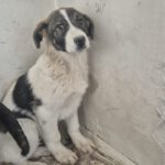 Mischling Spike, 10/2025, Endgröße ca. 60 cm